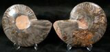 Split Black/Orange Ammonite Pair - Unusual Coloration #13177-3